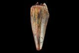 Fossil Phytosaur (Machaeroprosopus) Tooth - New Mexico #133282-1